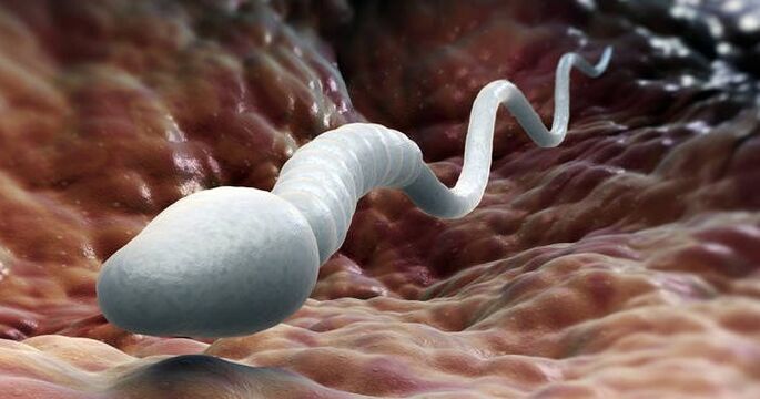 Сперматозоидтар